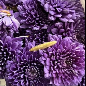 Antique gold pin brooch 1" Dainty collar brooch patent pending. Gold plated